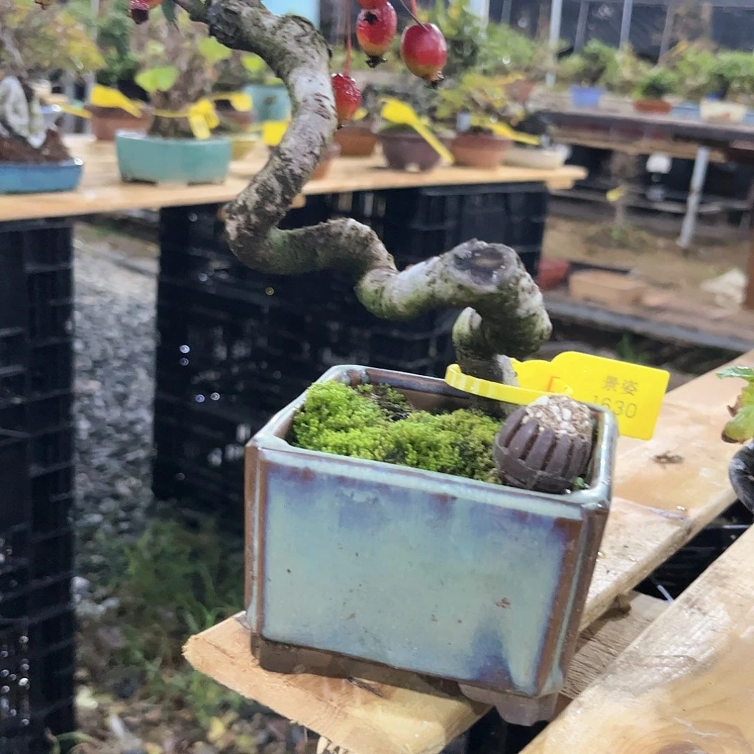 盆景南*～盆景造型