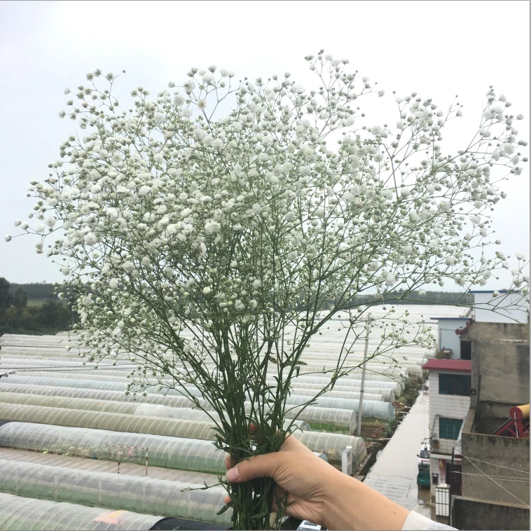 伊洛斯满天星干花花束云南昆明基地直发速递同城家用插花春节喜庆
