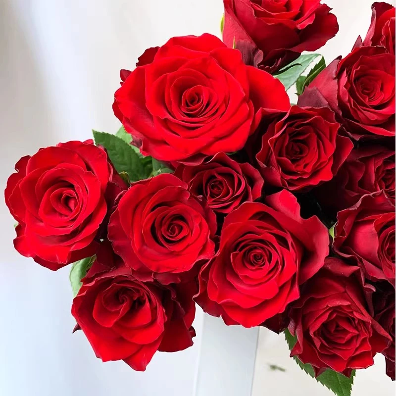高原红单头玫瑰鲜花花束云南昆明基地直发速递同城家用花水养插花