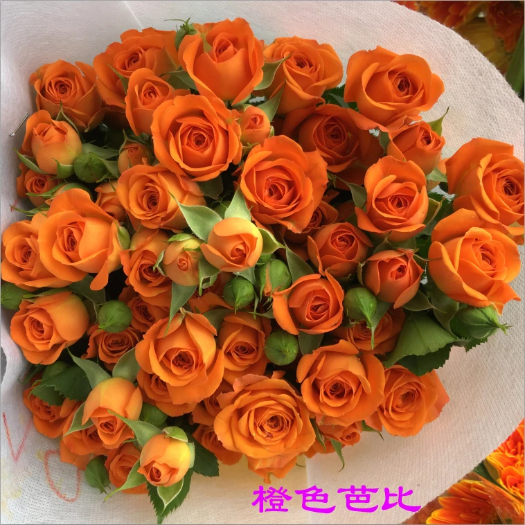 【橙色芭比】多头泡泡小玫瑰鲜花花卉花束云南昆明基地直发家用水