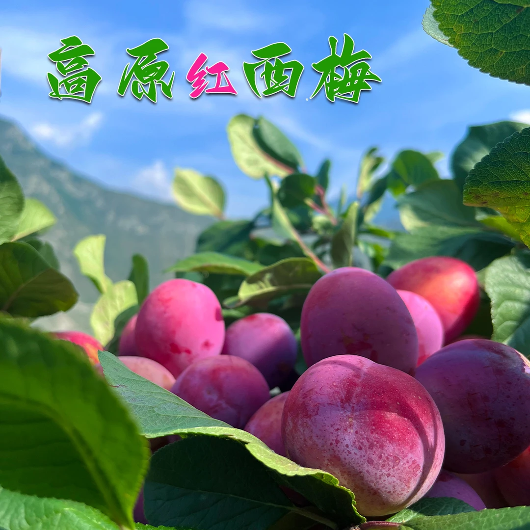 阿坝州特产新鲜水果红西栂中秋礼盒装高级水果汶川大西栂李子