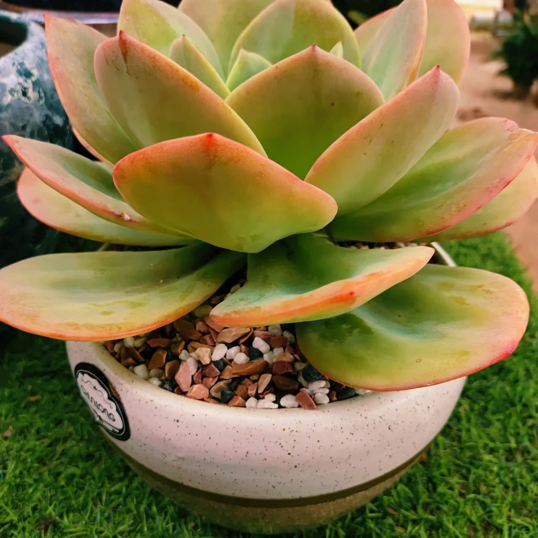 双头血凤  多肉绿植花卉