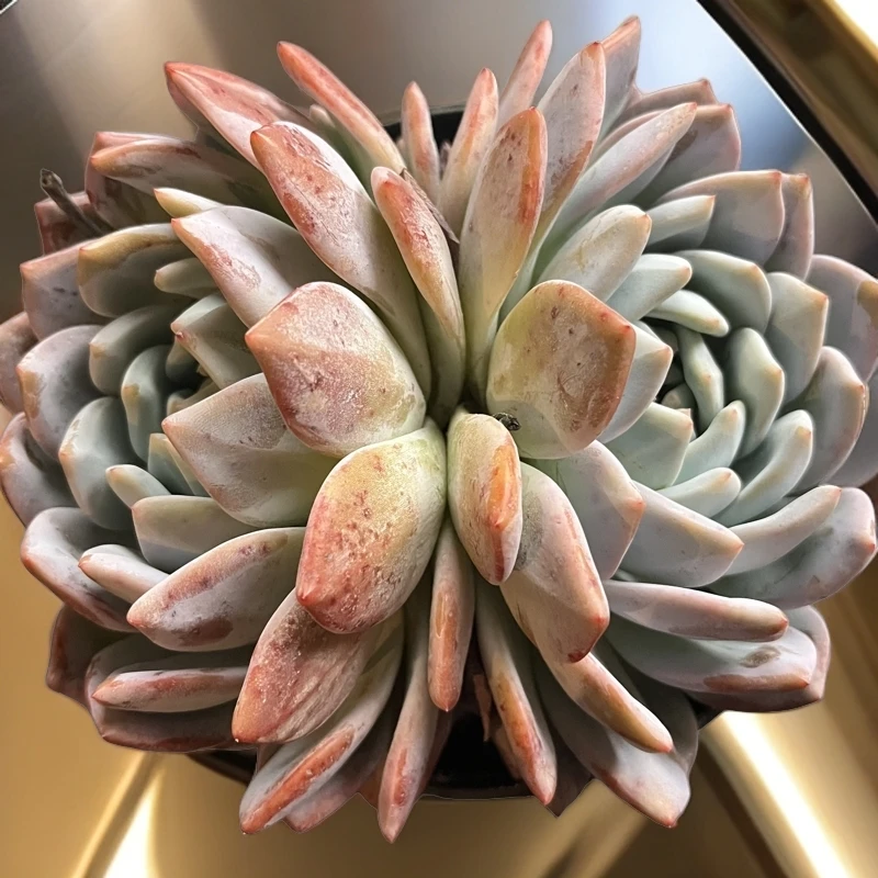 开心集美双头橙梦露多肉植物发货进口种植售后拍下单地区