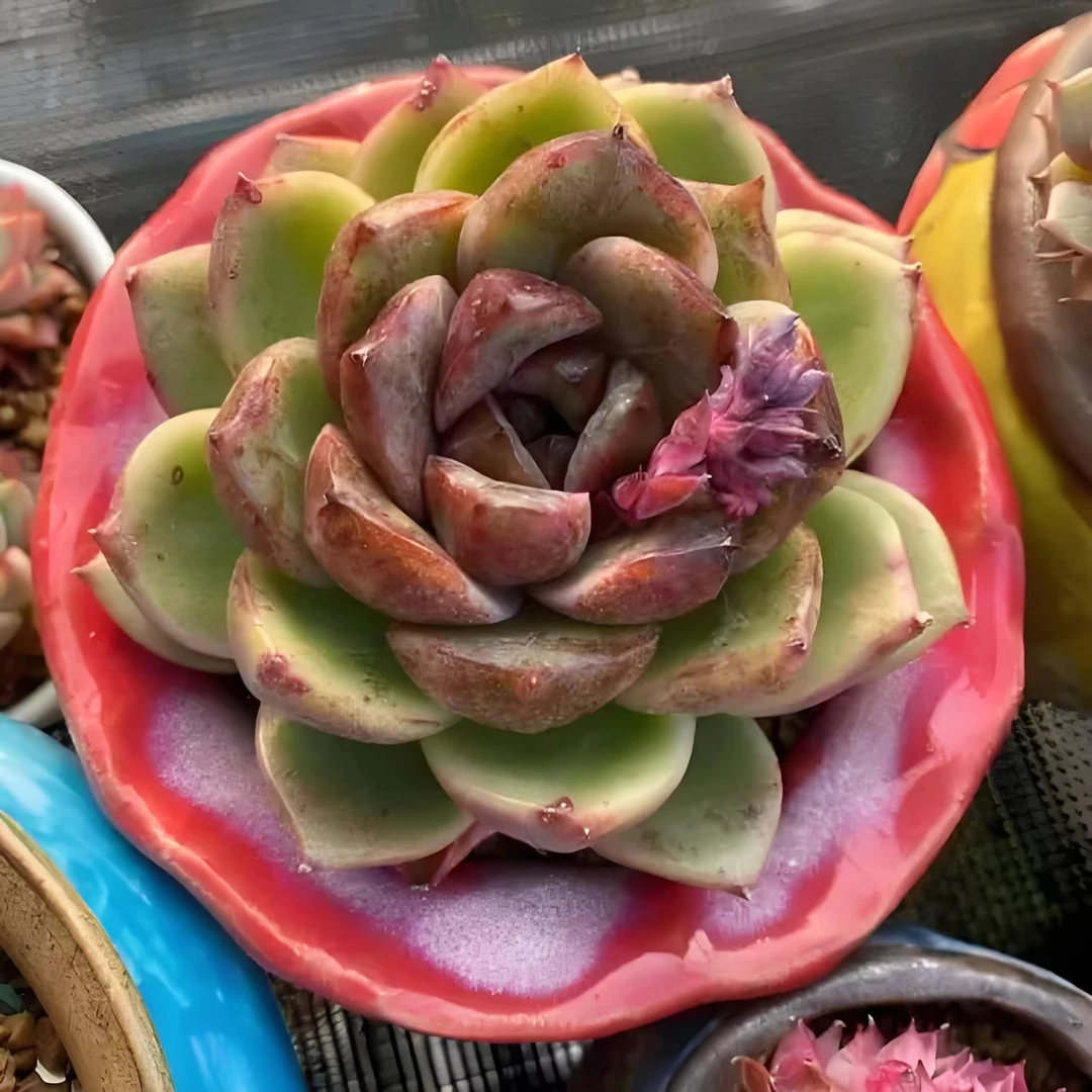 黑水晶  精品多肉
