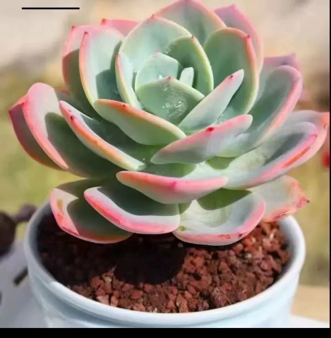 精品单头白凤 新手好养云南昆明发货精品多肉绿植园艺种植多肉