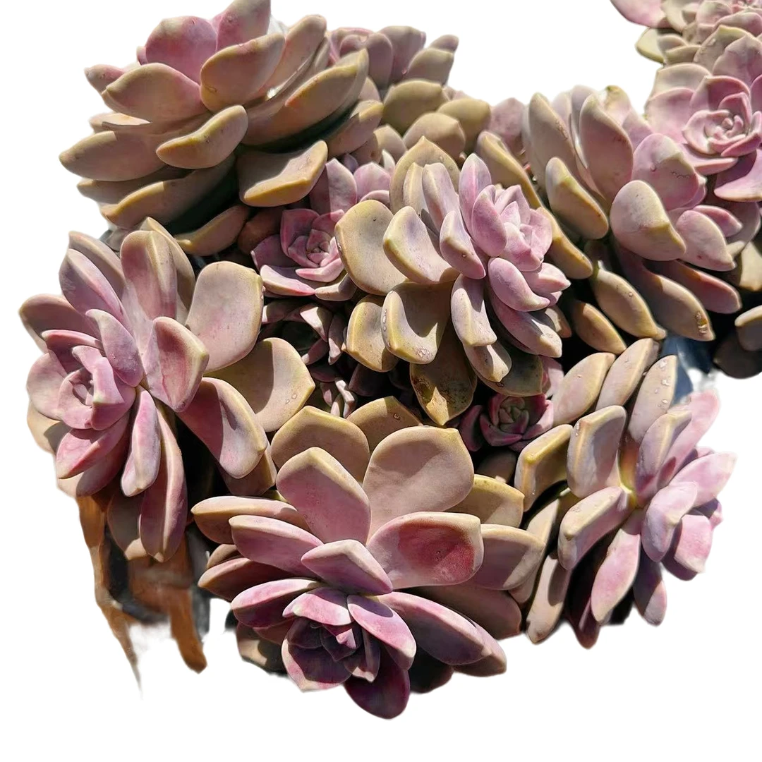 地栽紫乐20公分左右 新手好养云南昆明发货精品多肉绿植园艺种