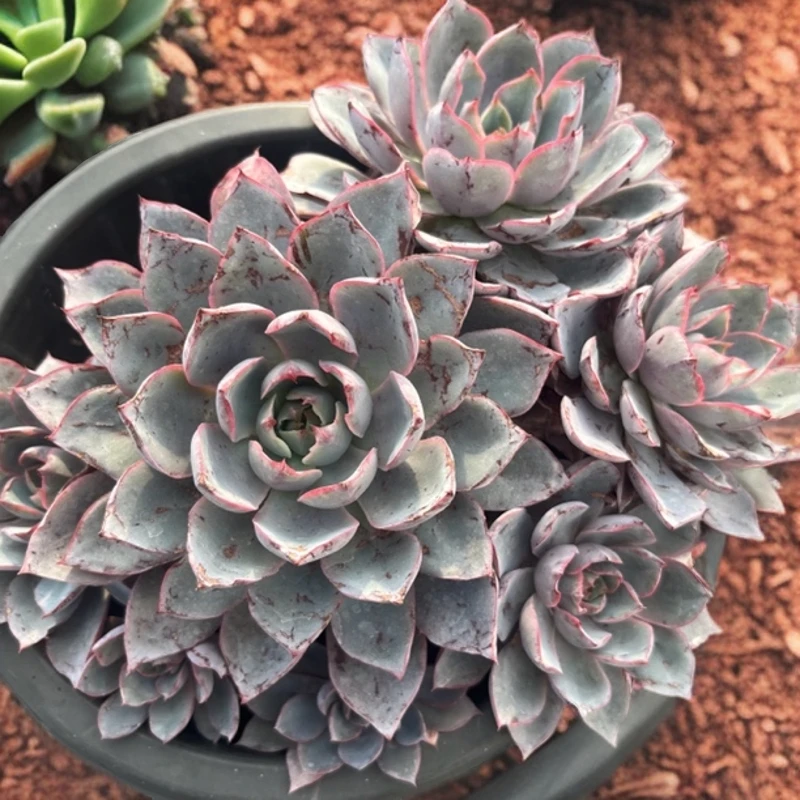 开心集美赫拉230#黑高杯多肉植物发货进口种植售后下单拍下地区