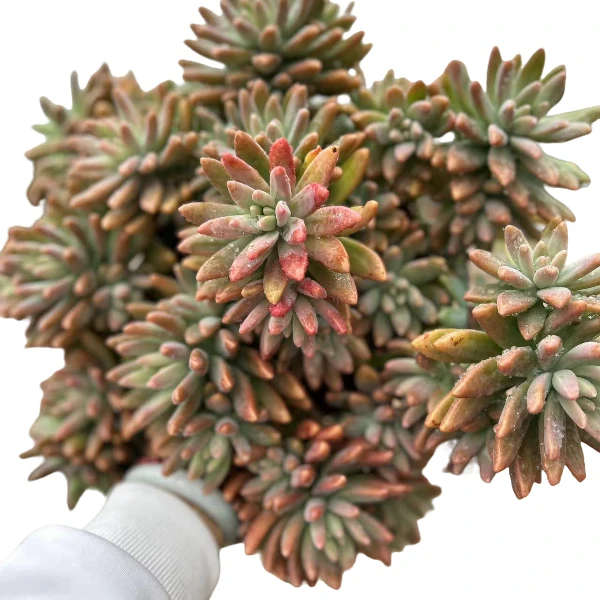 精品秋丽2棵 新手好养云南发货精品多肉绿植园瑕疵不售后