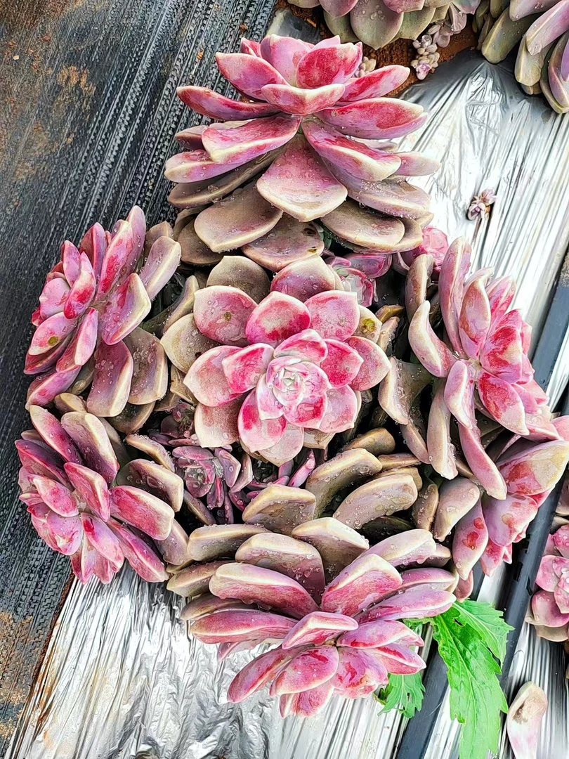 地栽紫乐   新手好养云南昆明发货精品多肉绿植园艺种