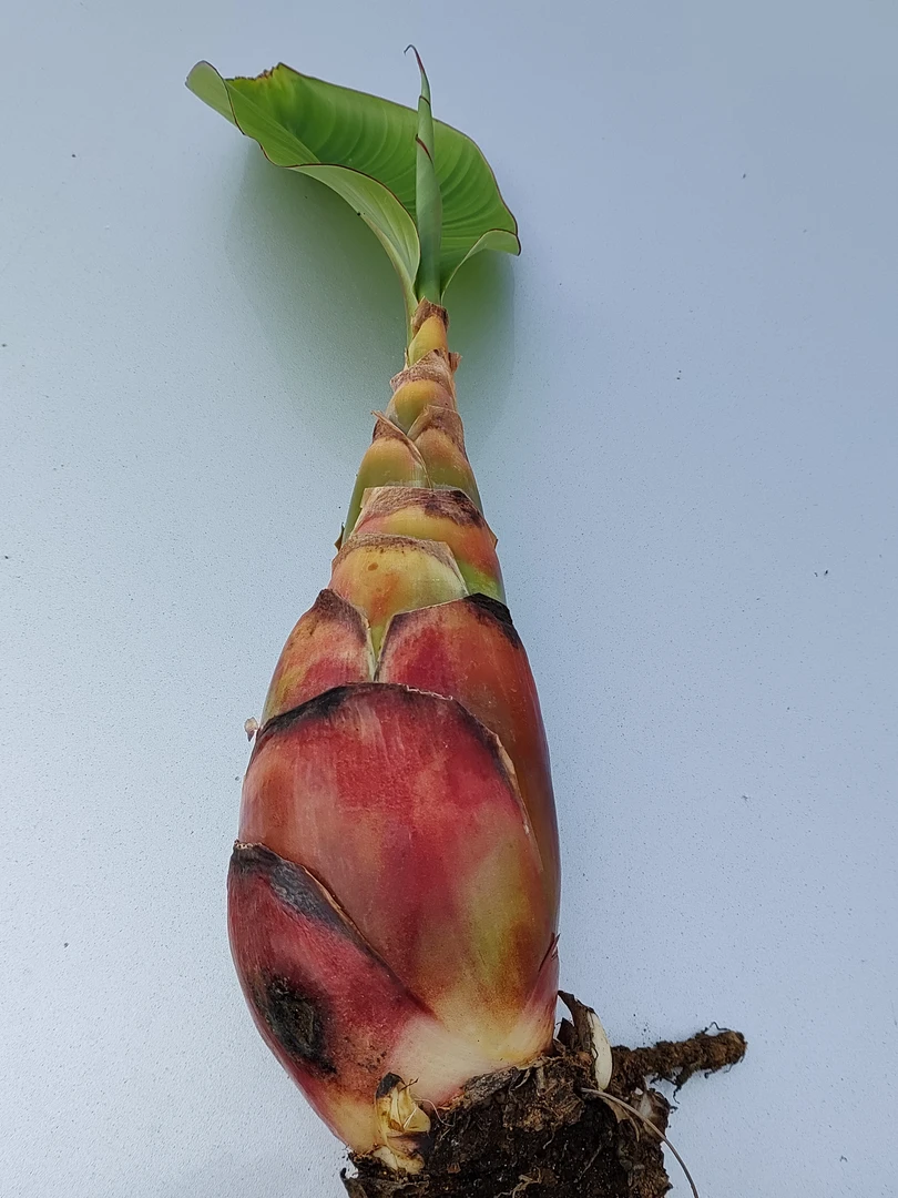 地涌红莲地涌金莲小苗，易活好养，先观叶茎，后观花地涌金莲花室内