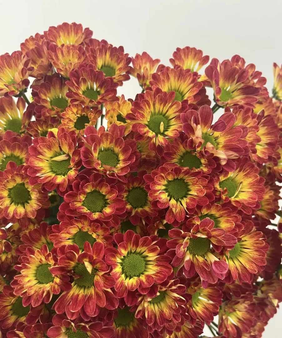 （夕阳小菊）小雏菊鲜花盆栽好看好养