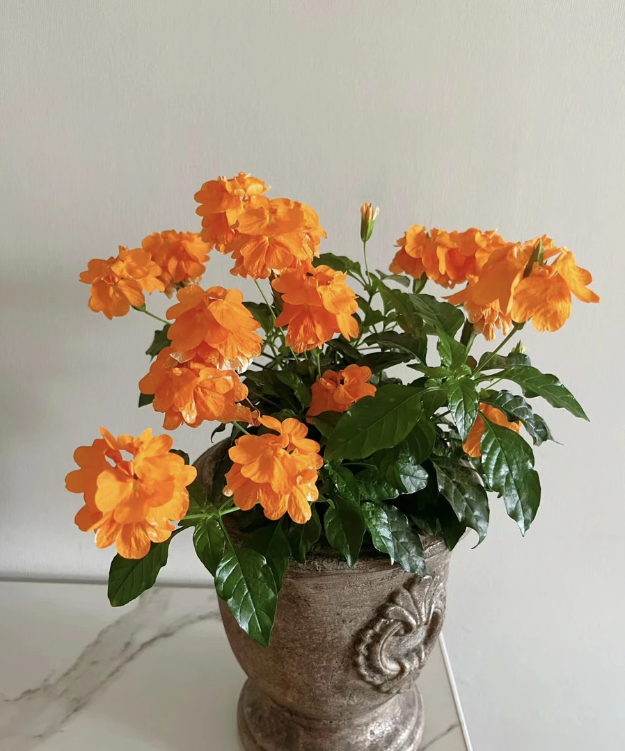 鸟尾花盆栽(花期长)庭院阳台开花植物