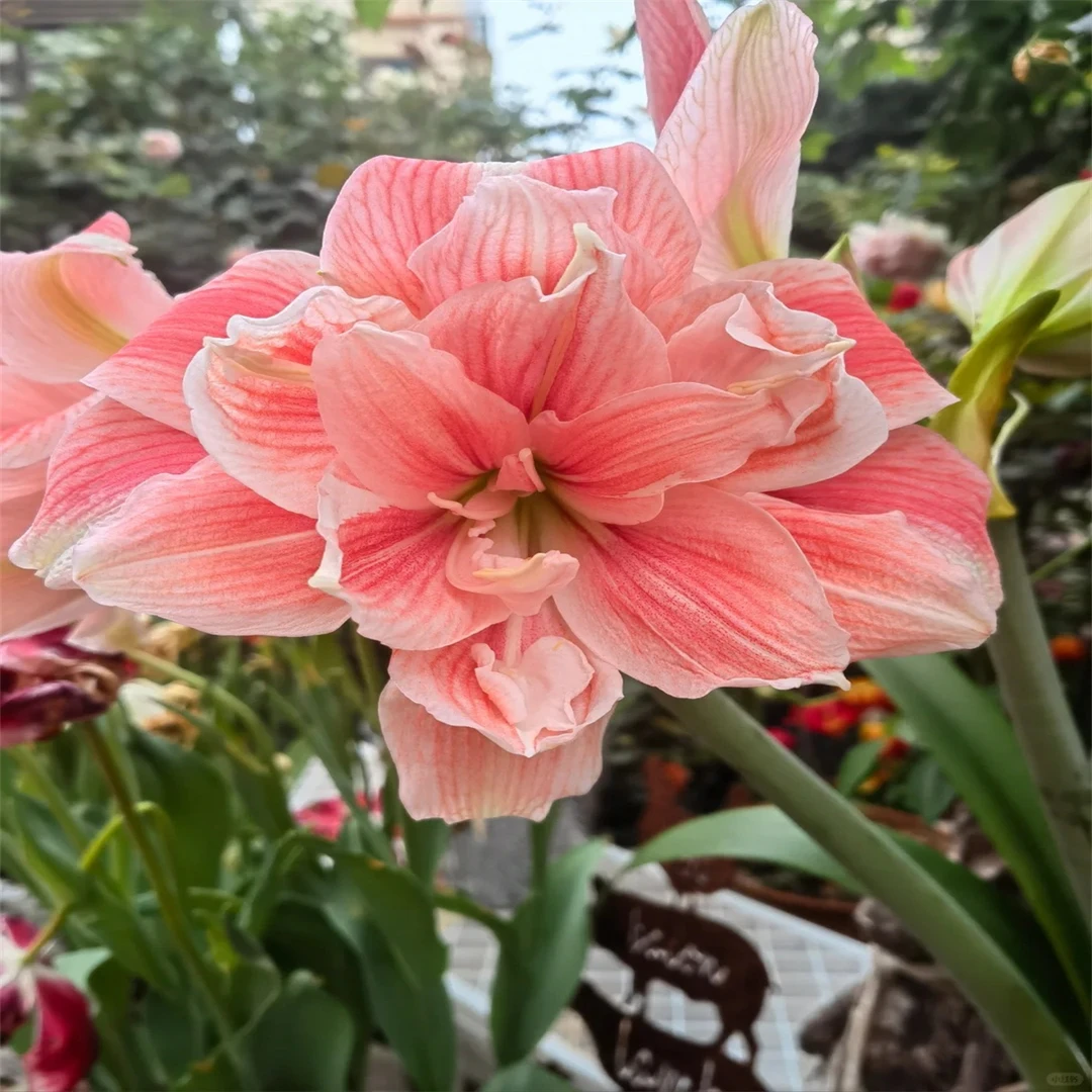 【常年开花】重瓣朱顶红种根盆栽花卉植物客厅绿植花卉大全好养活