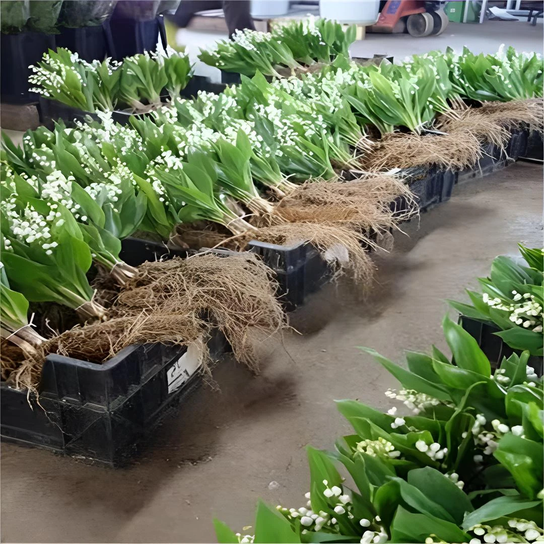 带根铃兰花卉桌面盆栽带芽好养进口耐寒绿植室内植物花苗