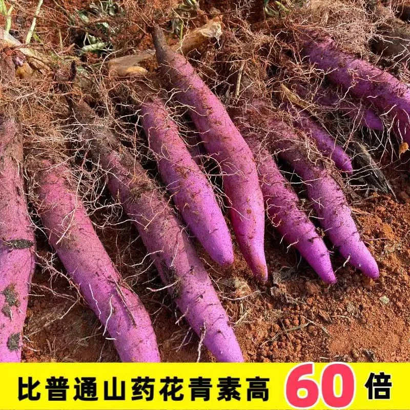 【双11直降】云南紫山药新鲜采挖农家自种满满的花青素3-9斤产地发
