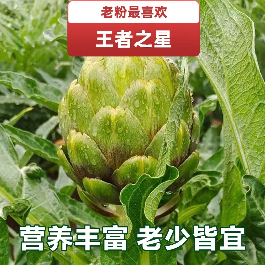 【中果】云南特产新鲜洋蓟朝鲜蓟食材尝鲜营养蔬菜现摘现发1000克