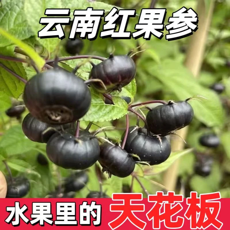 云南特产新鲜采摘红果参磨盘果算盘果红参果非姑娘果灯笼果1-12盒
