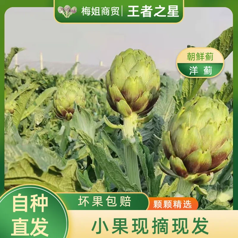 （王者之心小果）云南特产洋蓟蔬菜
