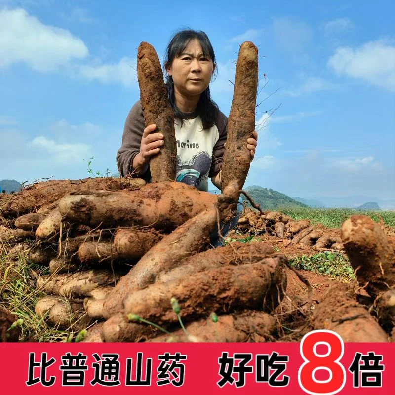 【双11直降】云南灵芝山药农家自种新鲜采挖非淮山铁棍山药3-9斤
