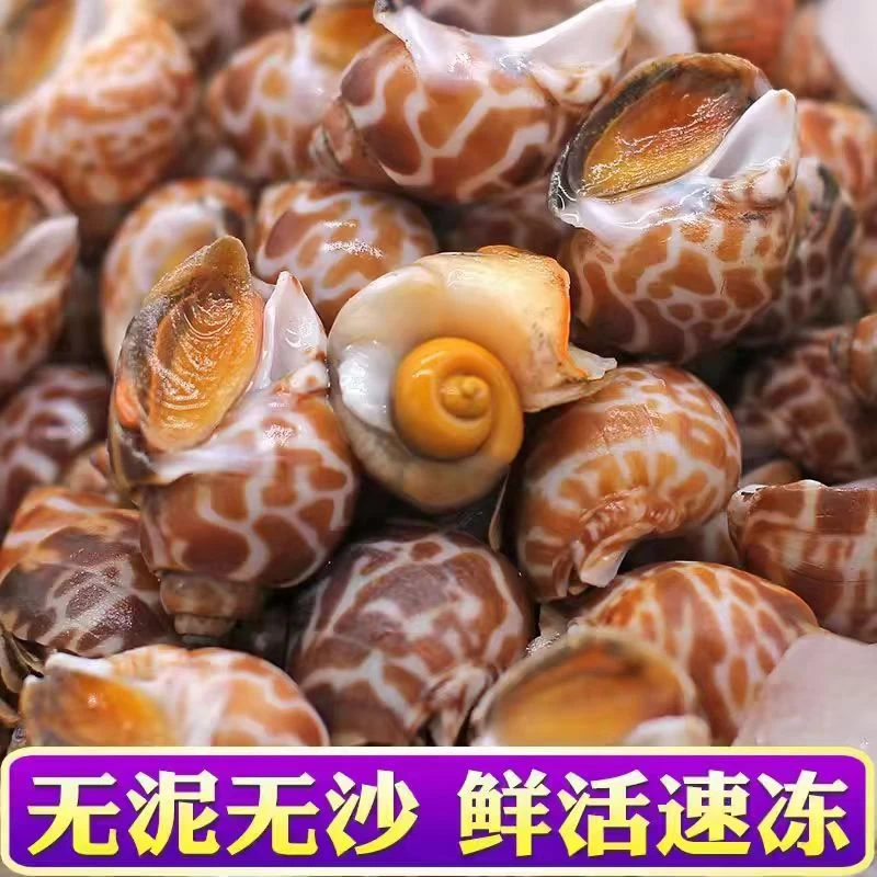 连云港发货 新鲜花螺大号海鲜水产 每斤100-200粒 到手5斤