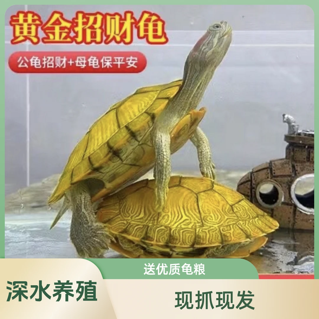【黄金巴西】一对情侣龟活物巴西龟宠物龟家养超大下蛋乌龟小批发