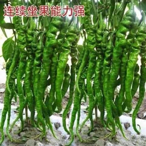 超长螺丝椒种子正宗薄皮线椒新品种早熟高产大果蔬菜种子大全特辣