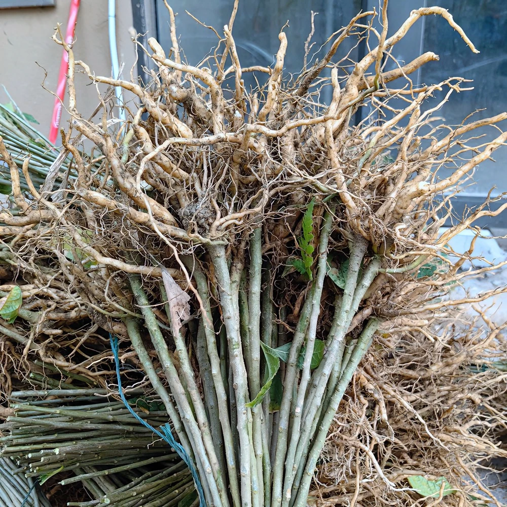 【种苗】苗根系黄花倒水莲观音串倒吊黄绿植黄花远志5株裸根