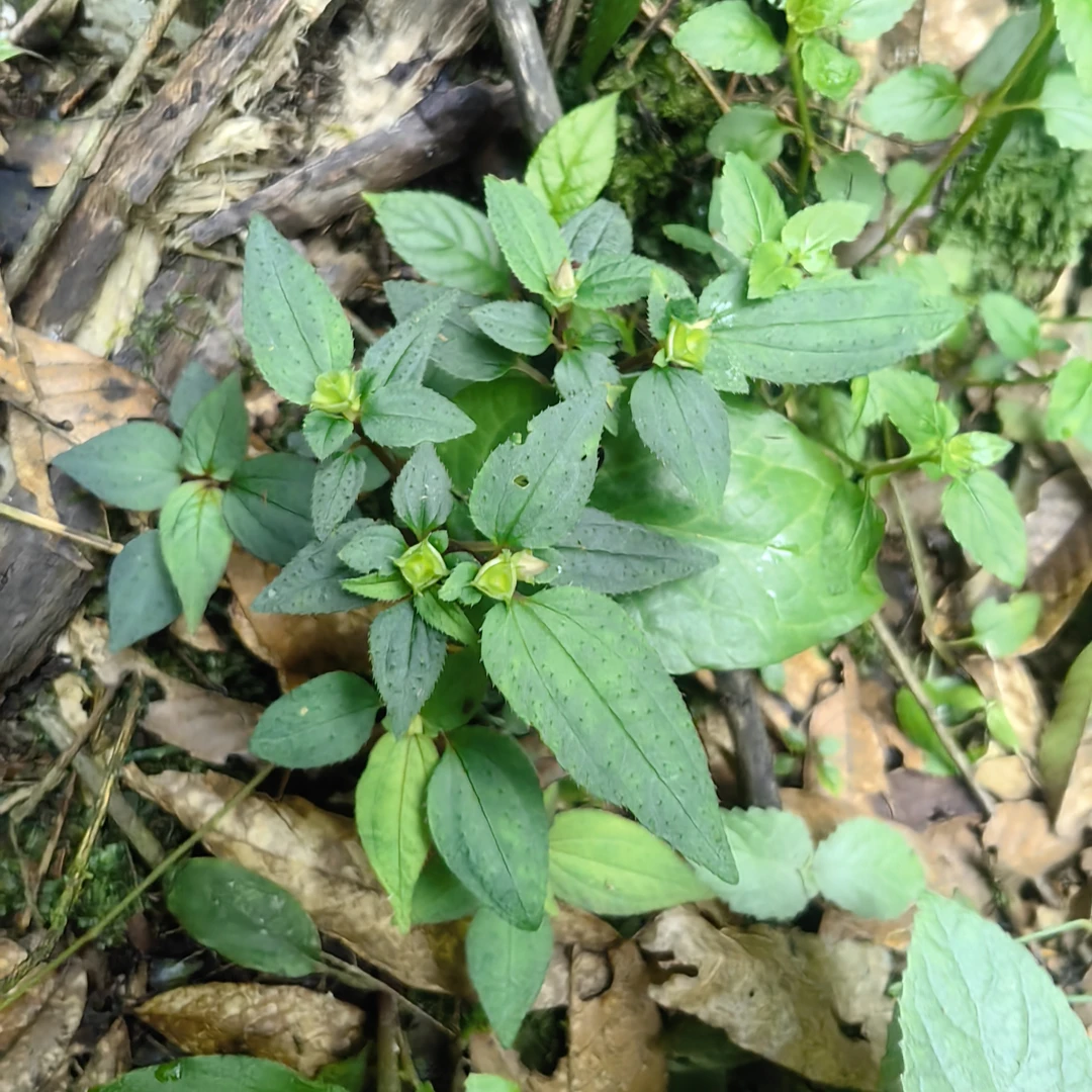 【烤干风柜斗草】正宗风谷草广西本地楮头红 红绿混发散装发货干草