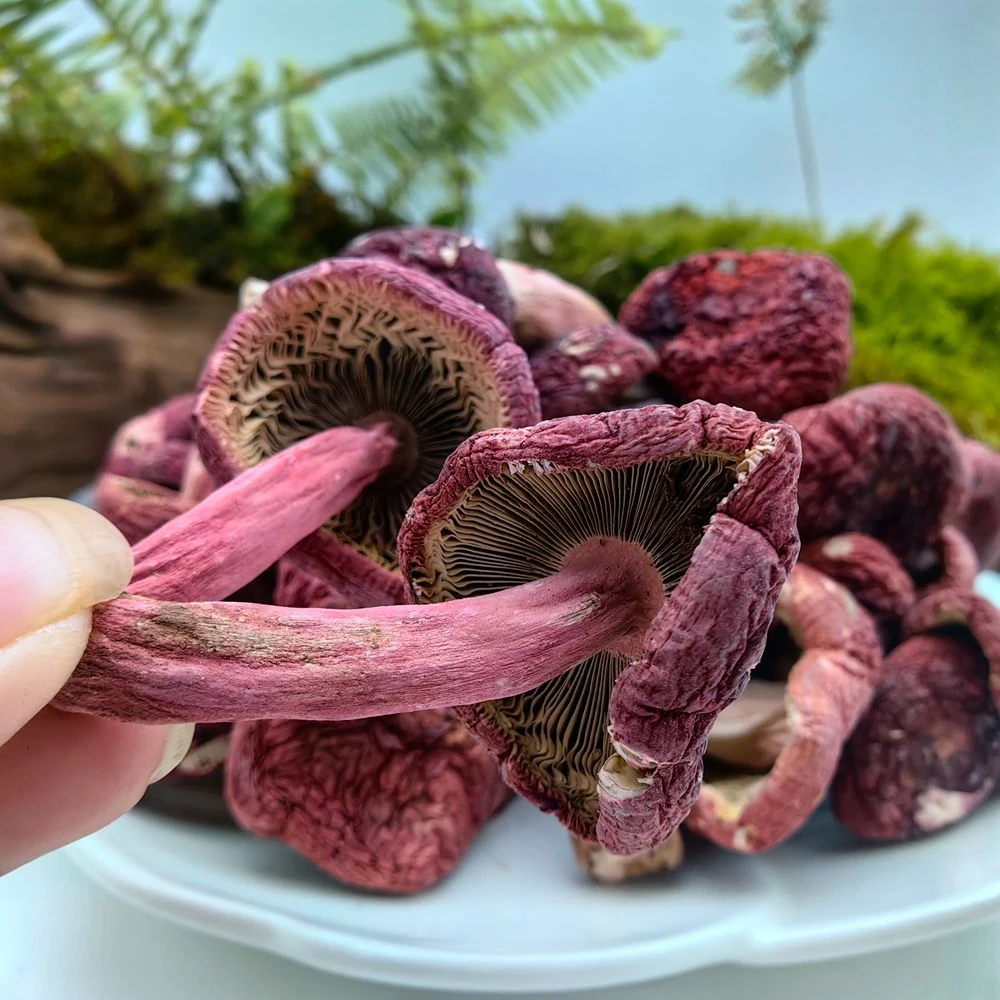 广西特产野生菌红菇正宗红菌子精选月子菇干货煲汤鲜美散称50g