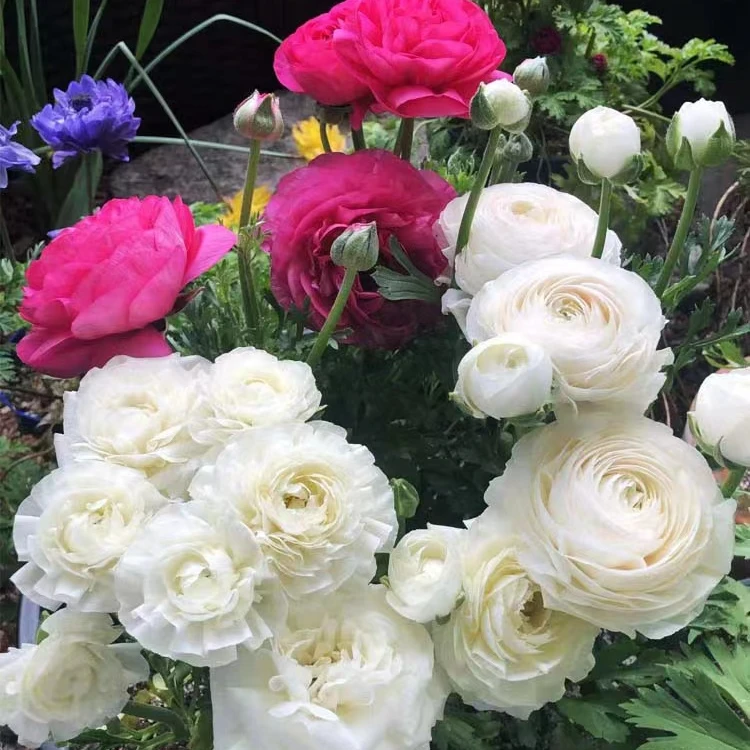 花毛茛种球（干的种球） 多年生 阳台庭院 地栽 盆栽