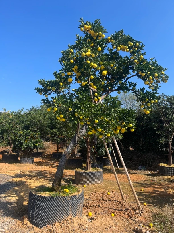 果树类果树苗造型树