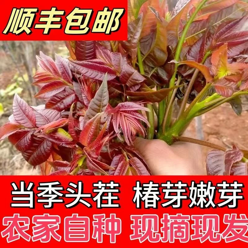 新鲜红油香香椿嫩芽四季香椿芽当季农家现货红油露天新鲜野生现摘