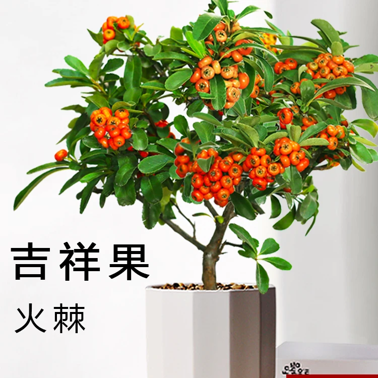 火棘树盆栽吉祥果盆景满堂红植物观果绿植阳台庭院开花结果小植物