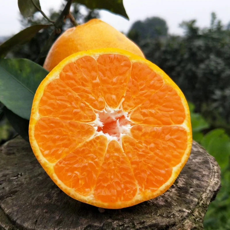 春见耙耙柑 自然成熟 酸甜爽口 皮薄多汁 香甜榨汁
