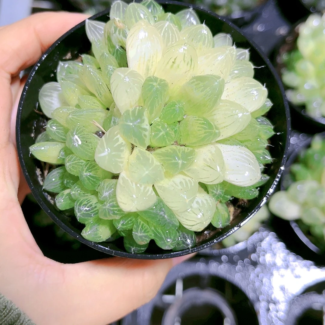 琥珀玉露大群生精品玉露十二卷多肉植物花卉盆栽【满2单或18包邮】