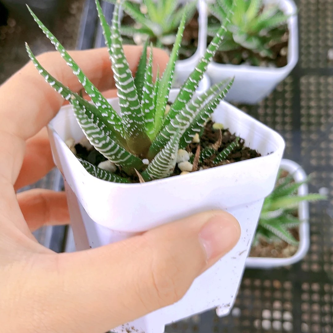 条纹十二卷原盆原土发货白盆