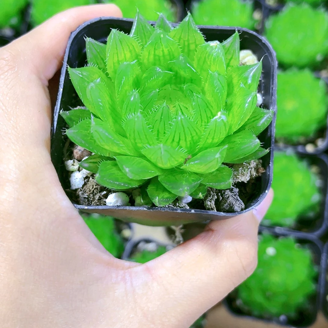 樱水晶玉露原盆原土发货