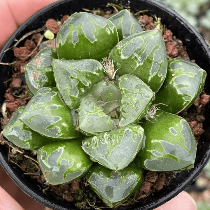 【绿焰】绿玻璃玉露寿十二卷多肉植物盆栽