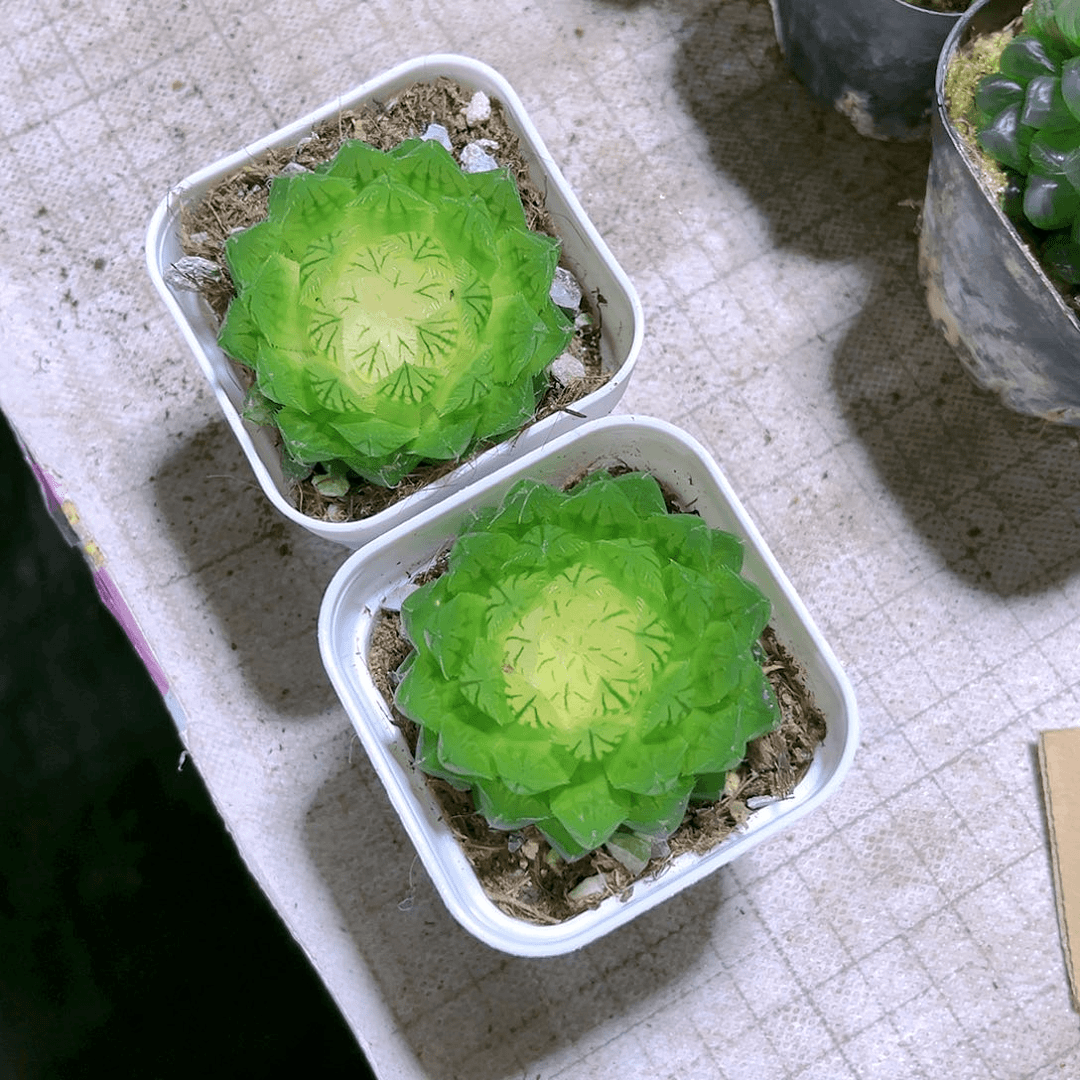 宝莲灯白盆栽好发货