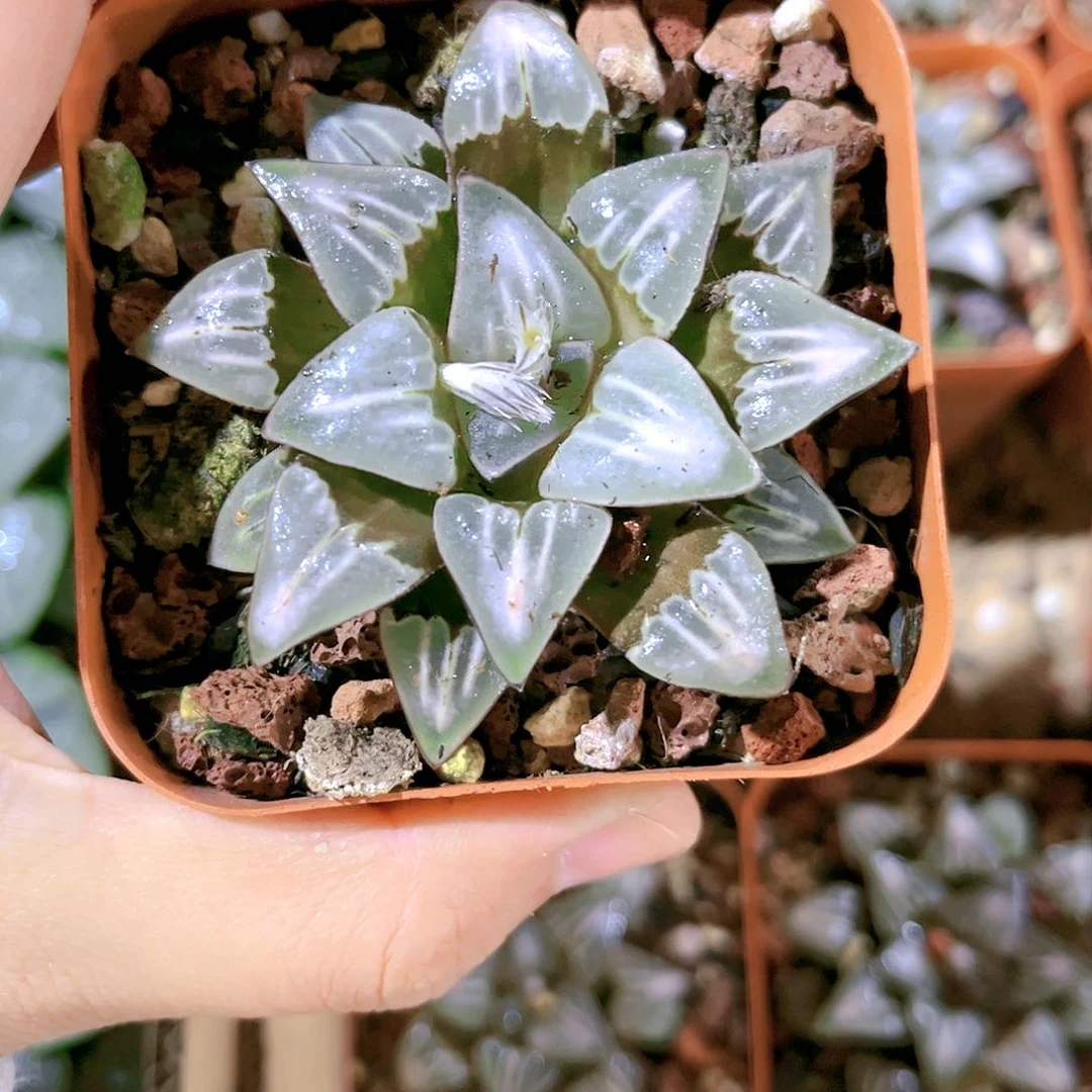 白寡妇原盆原土发货