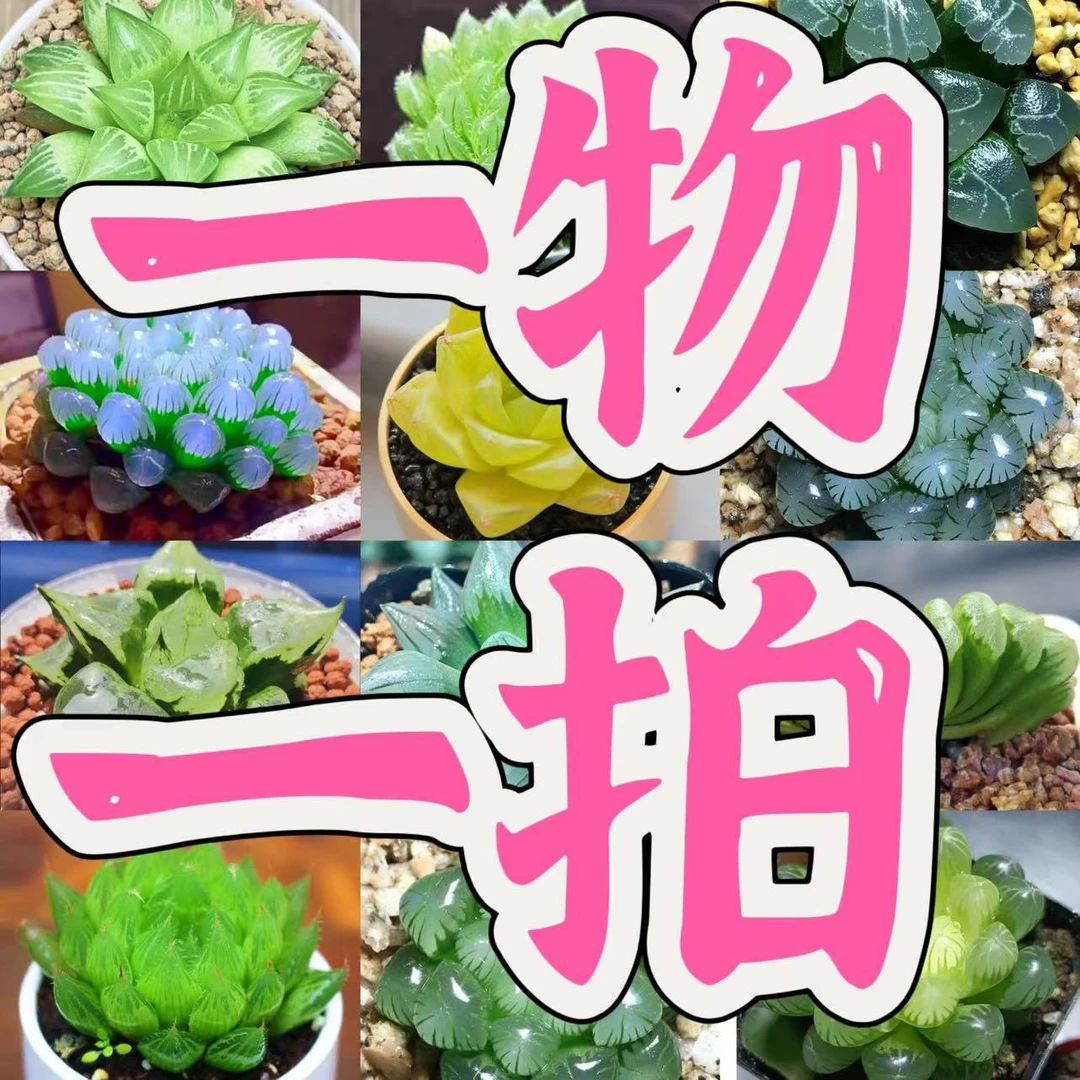 一物一拍.【满18包邮】