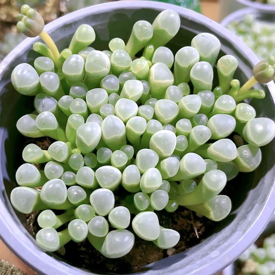 五十玲玉大颗多肉植物玉露十二卷多肉花卉绿植精品盆栽