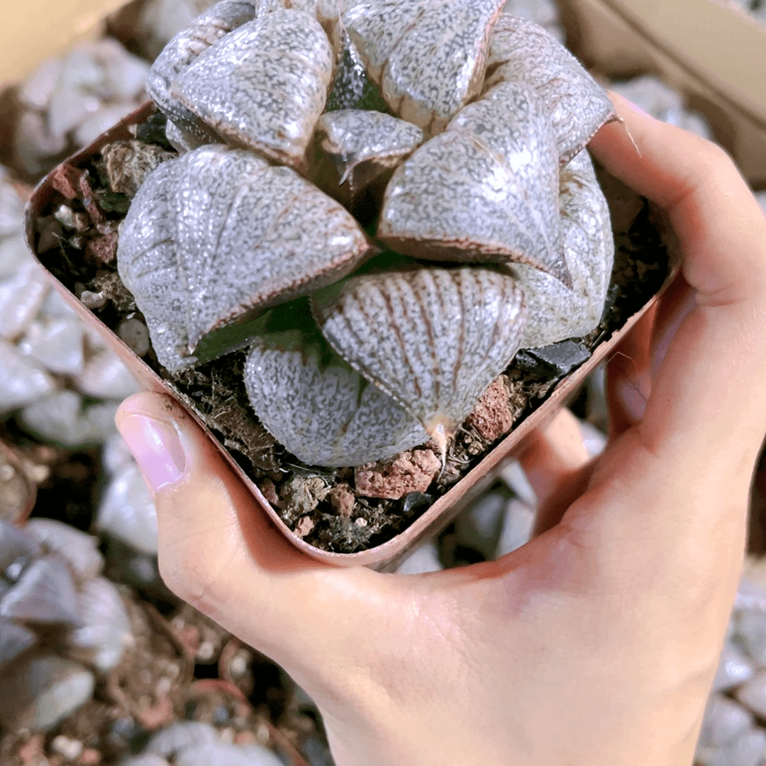 翡翠白银原盆原土发货