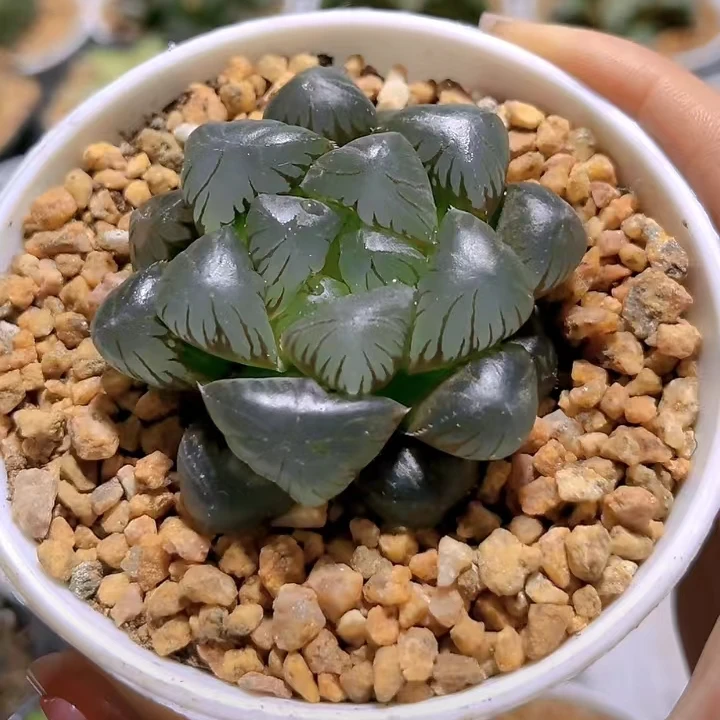 冰灯玉露孔明灯【满18包邮】十二卷玉露多肉植物