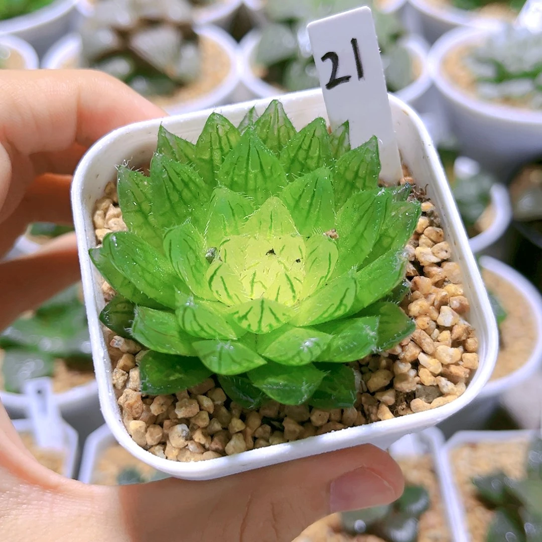 宝莲灯玉露【满18包邮】十二卷玉露多肉植物