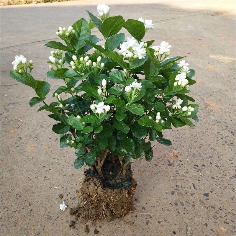 茉莉花苗室外绿植花卉阳台茉莉盆栽四季开花庭院观花植物当年开花