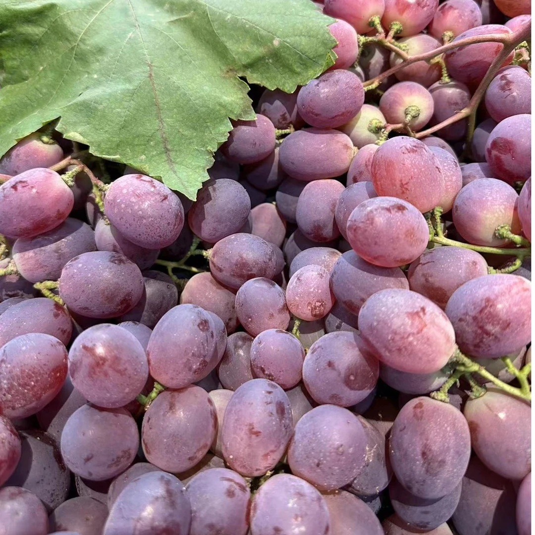 【水果】国产红提 葡萄 /斤辽宁省