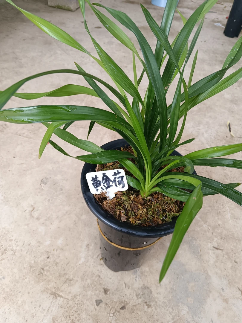 fvbnmljhgfvcxdsz春兰宽叶精品兰花黄金荷（金凤凰）