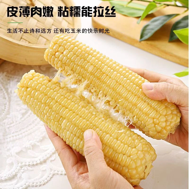 【试吃2根】白糯玉米 整箱10支 东北黑土地种植 三分甜七分糯