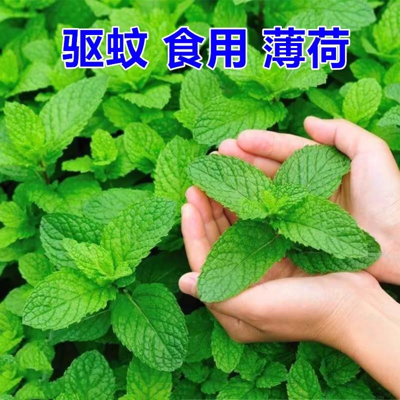 薄荷盆栽 柠檬薄荷 新鲜可食用薄荷叶驱蚊水培好养花卉室内绿植